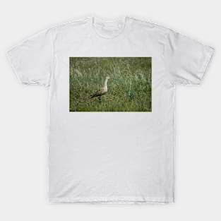 ali ibis T-Shirt